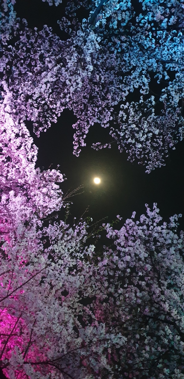 [0412] 4466님 밤벚꽃