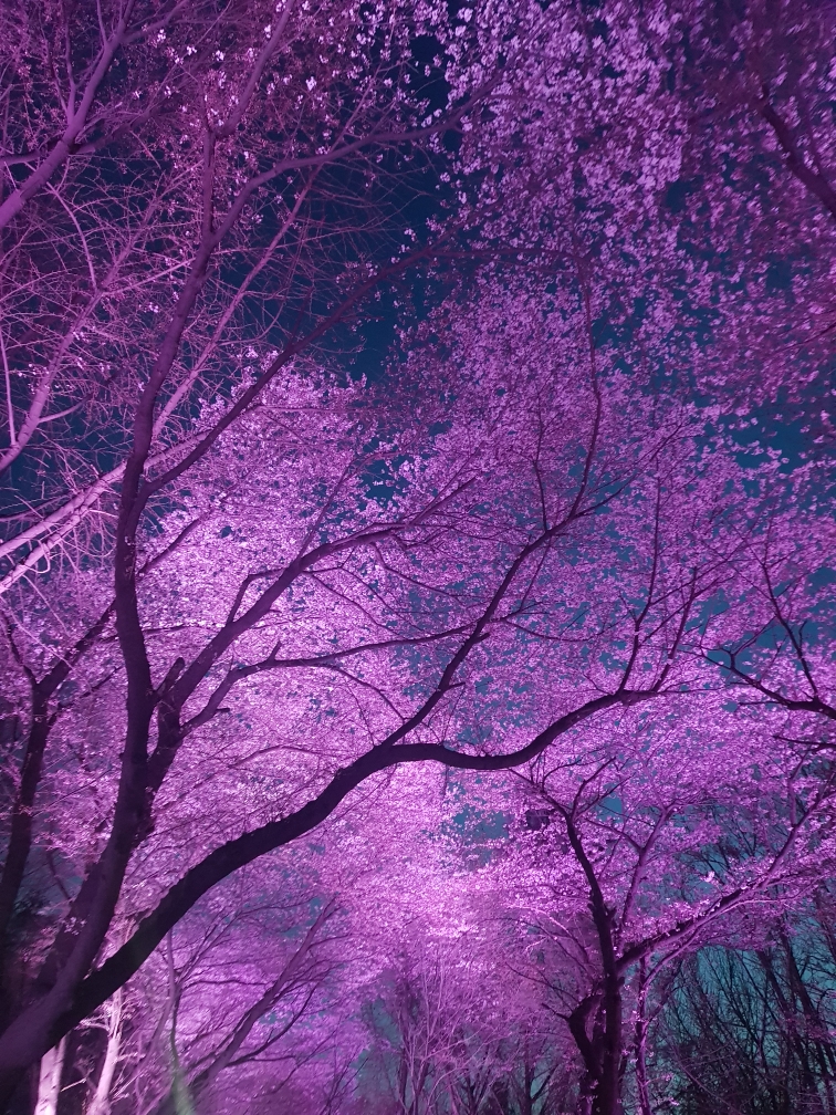 [0411] 2968님 자유공원 밤벚꽃