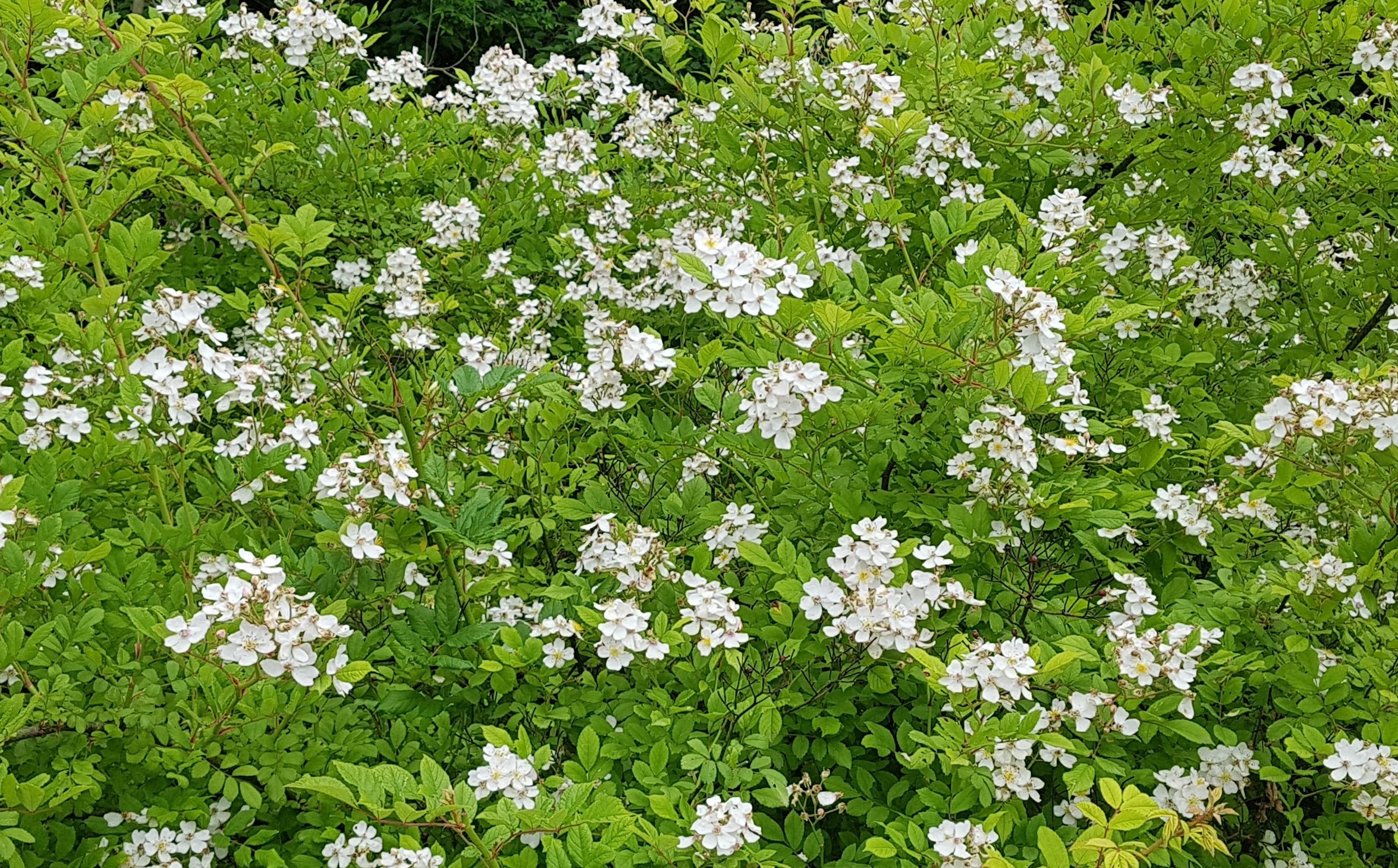 찔레복사1.jpg 찔레복사1.jpg